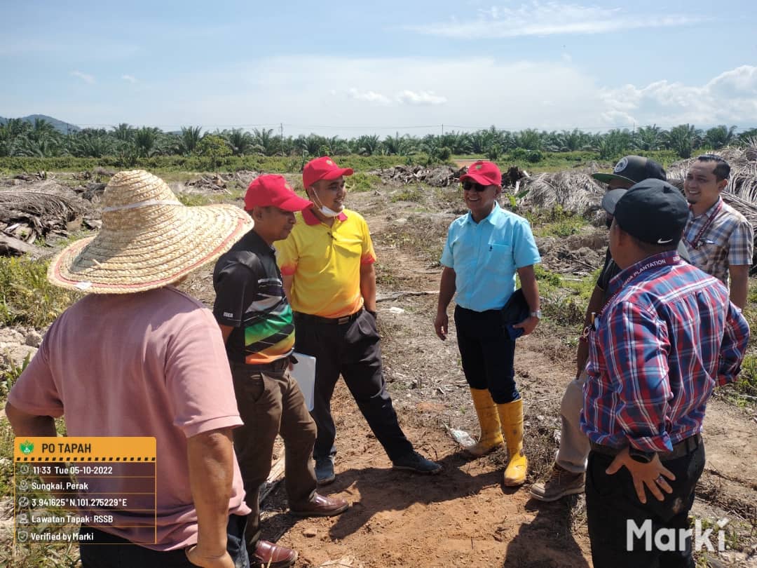 kelapa sawit122